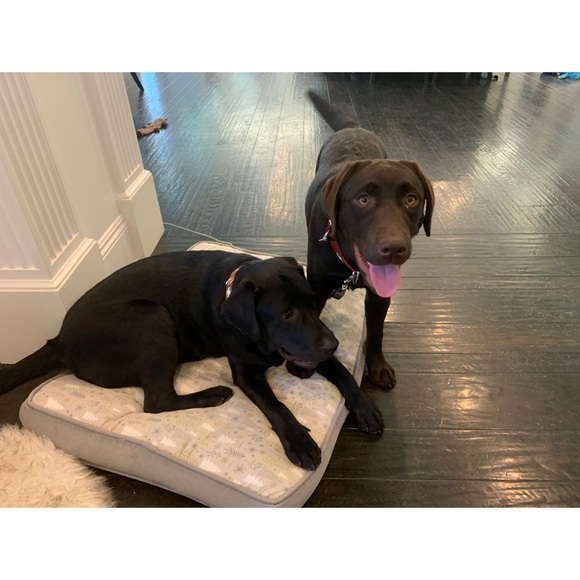 Meet Kona & Romeo! 💗 - Picture 8 of 12